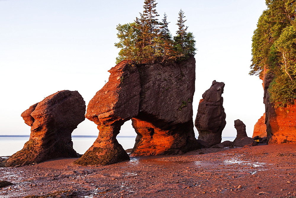 Hopewell Rocks with trees on top at sunrise, New Brunswick, Canada