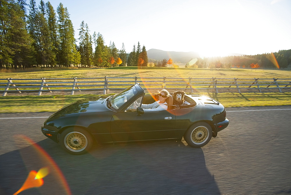 Woman driving convertible car with dog on back seat, Montana, USA