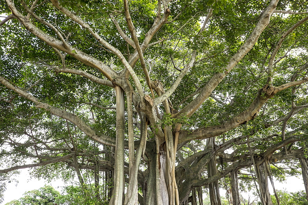 View of Banyan Tree, Palm Beach, Florida