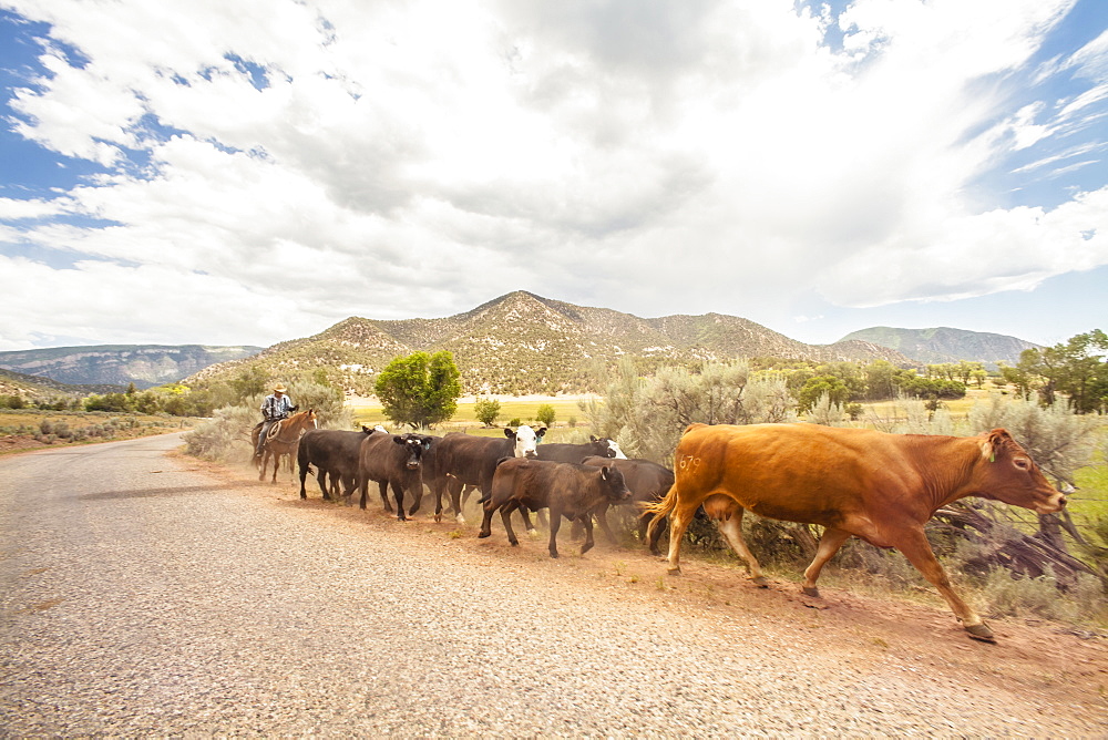 Cowboy with cattle, Colorado