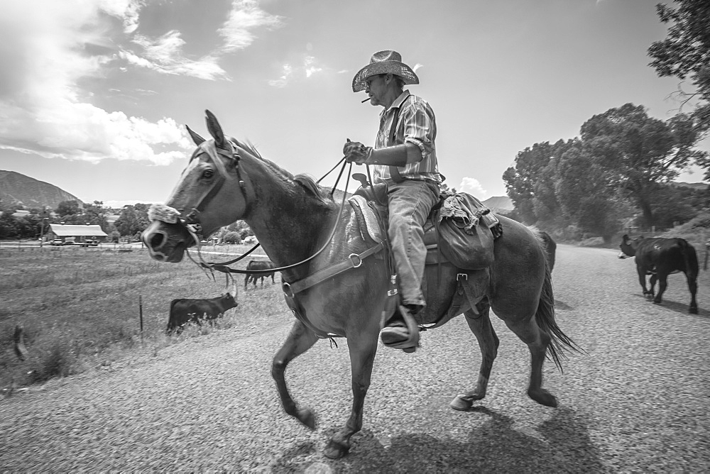 Cowboy with cattle, Colorado