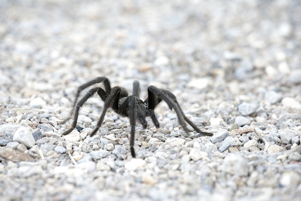 Close-up view of tarantula on pebbles