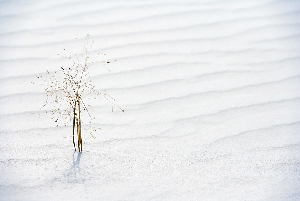 Plant growing in sand, White Sands National Monument, Alamogordo, New Mexico