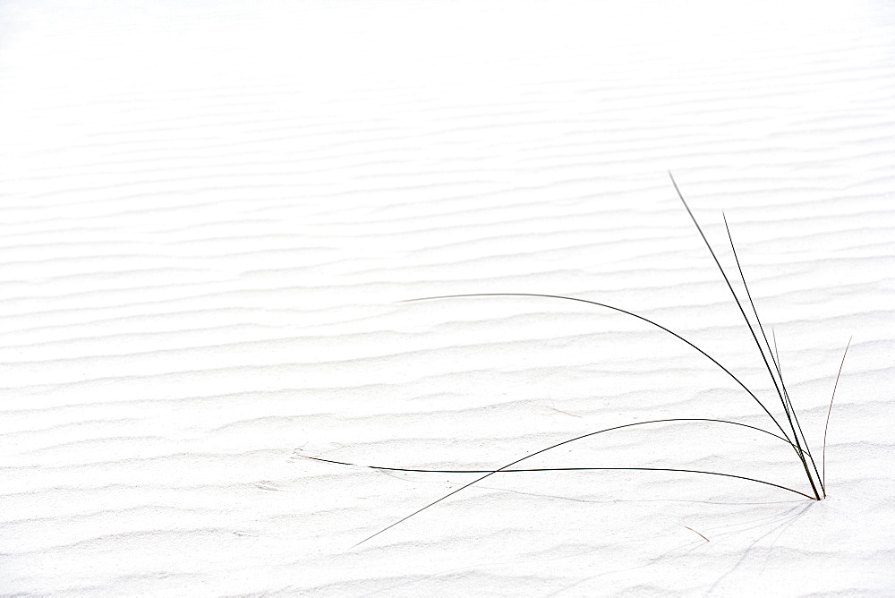 Plant growing in sand, White Sands National Monument, Alamogordo, New Mexico