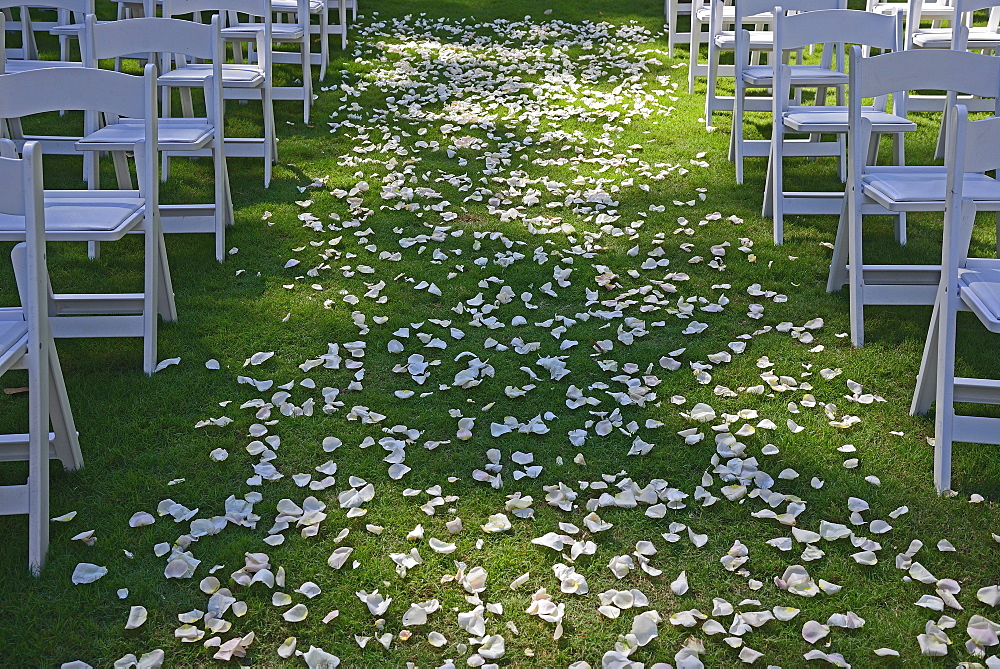 Flower petals on green lawn for wedding ceremony, chairs on sides, symmetrical image