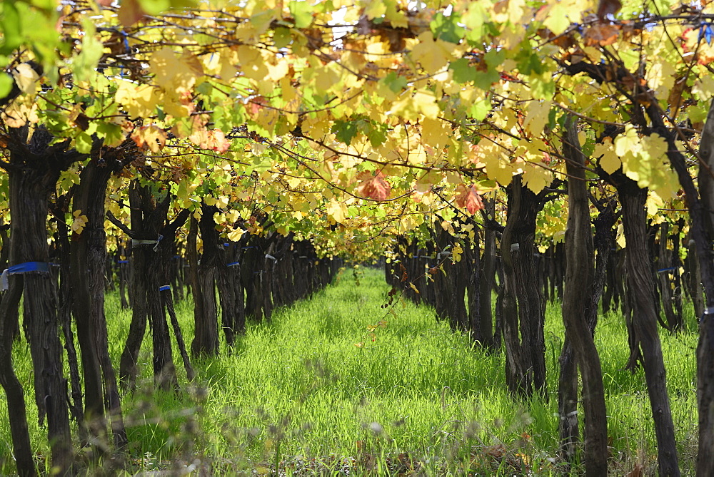 Row of grape in vineyard, Mendoza, Argentina