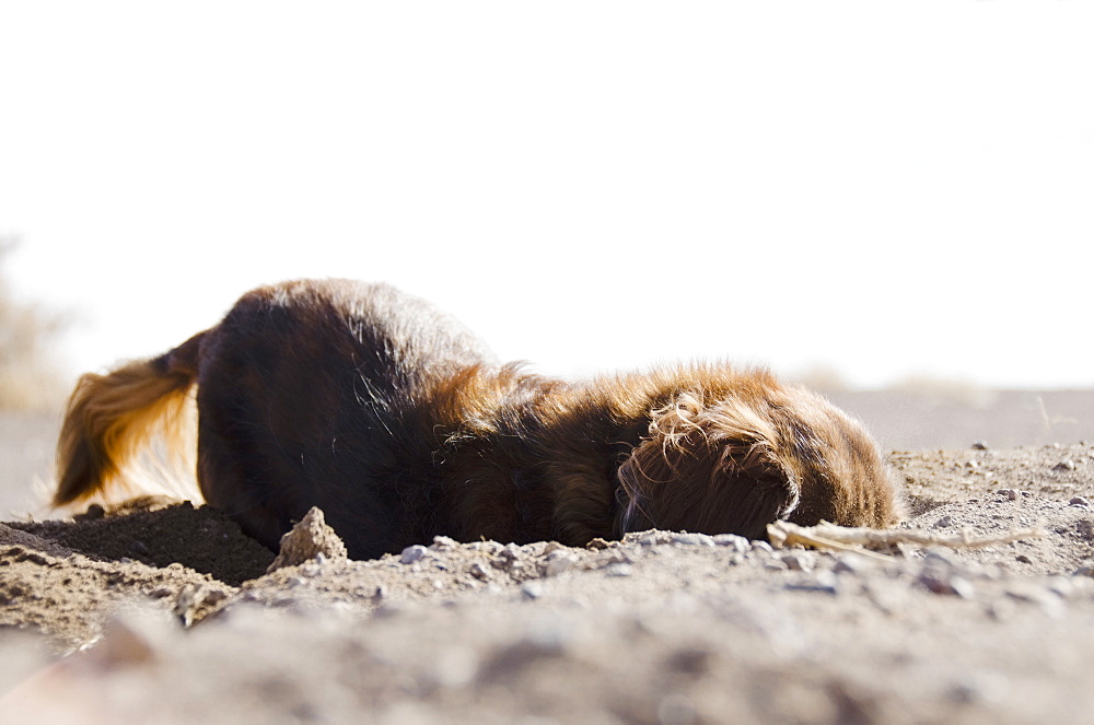 Dog digging in sand