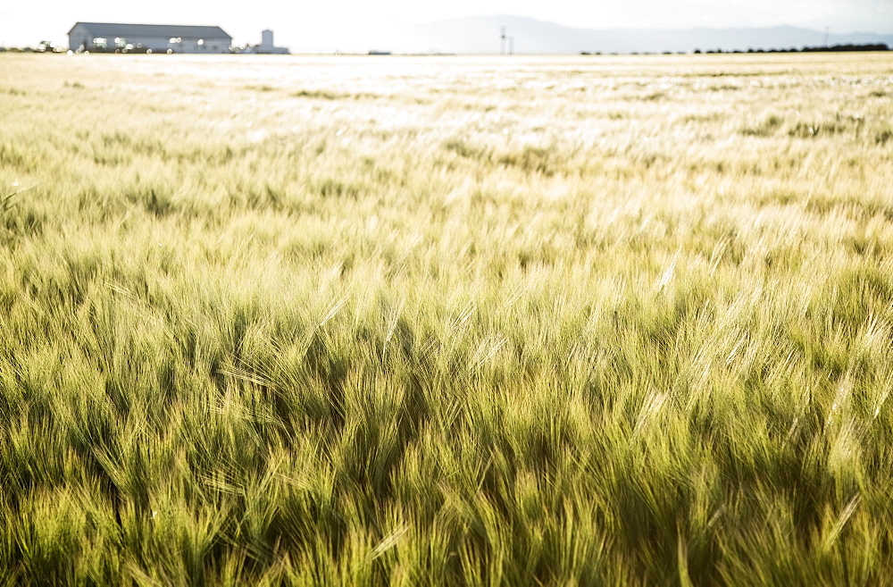 Barely in field, Colorado, USA