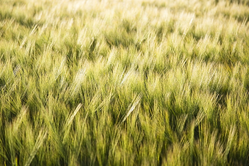 Barley in field
