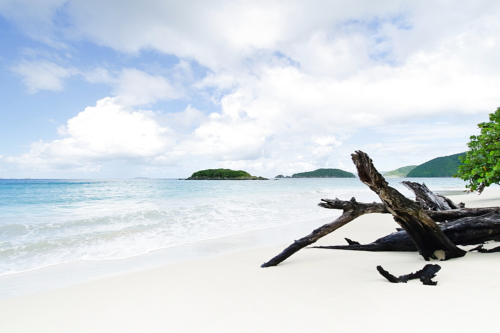 Drift wood on beach, St. John, US Virgin Islands