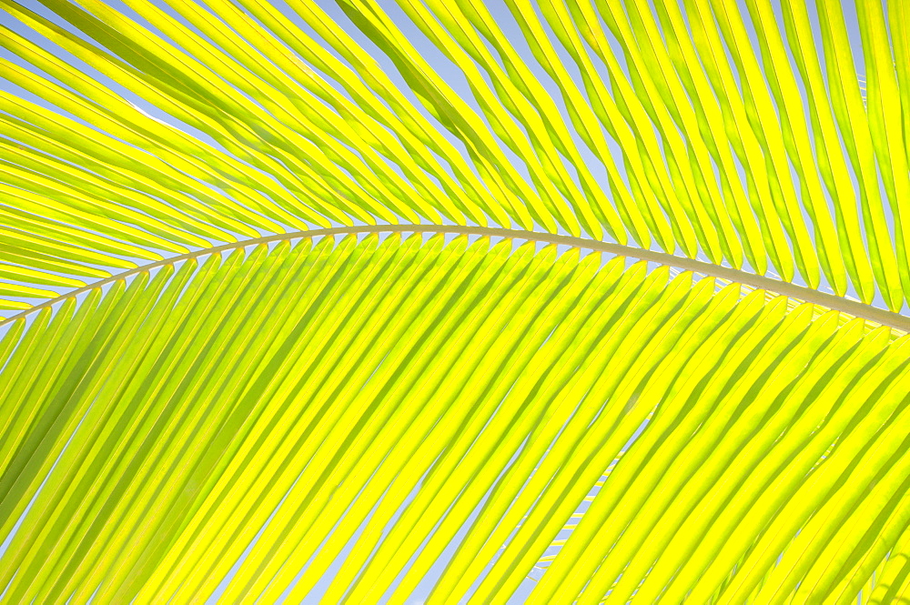 Close-up view of palm leaf