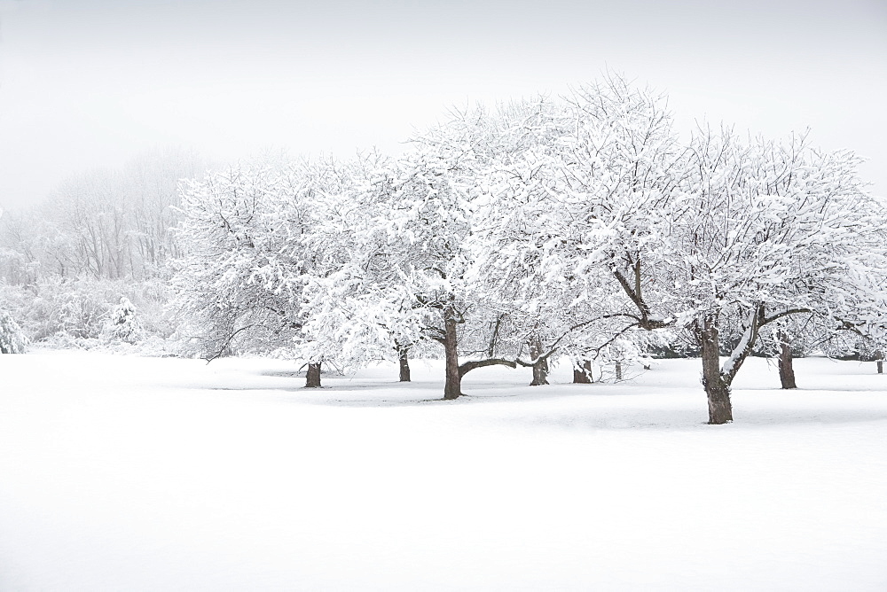 Scenic view of winter landscape, New Jersey, USA