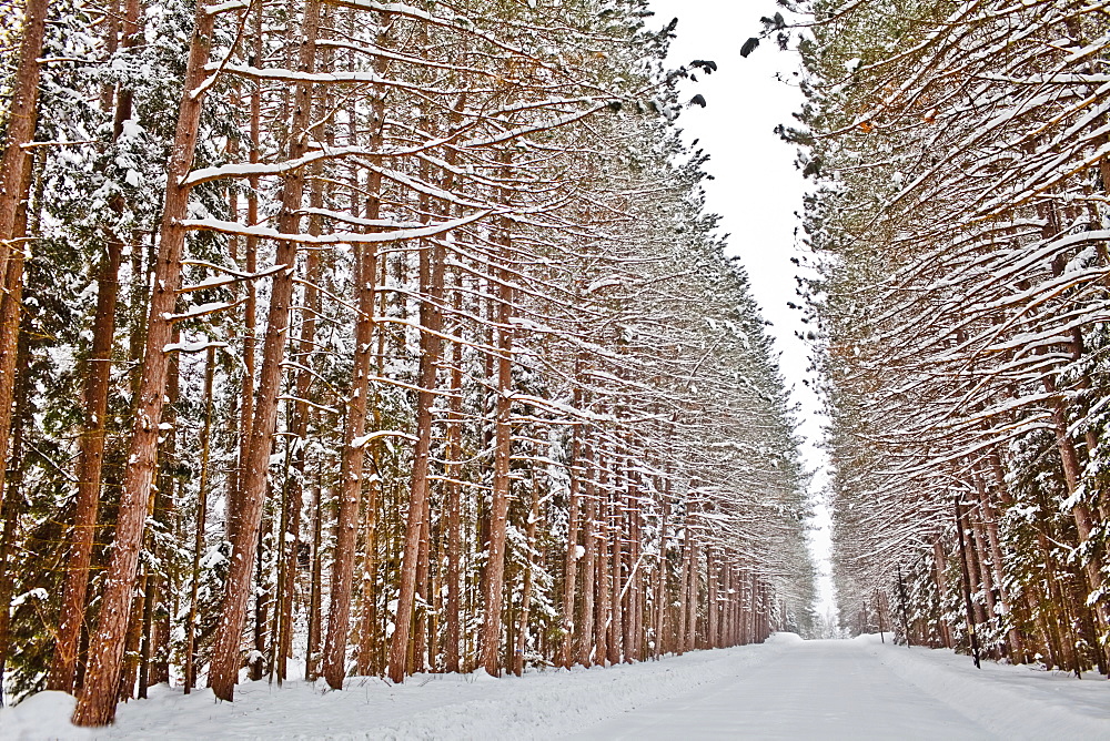 View of road in snowy forest, USA, New York State