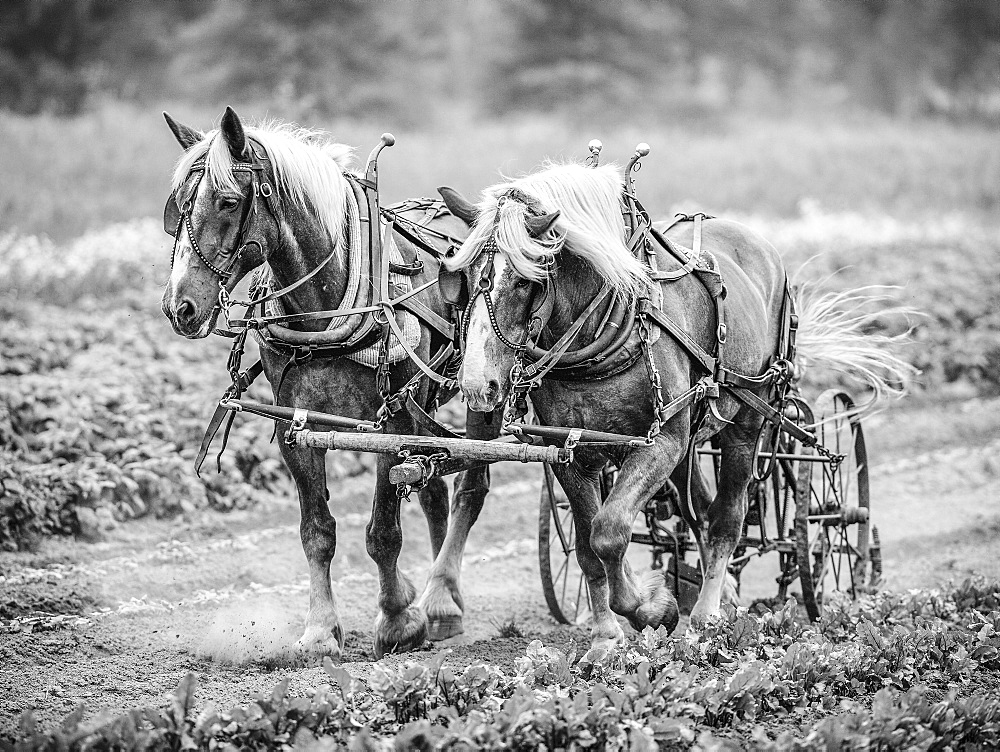 Two horses pulling cart, USA, Colorado