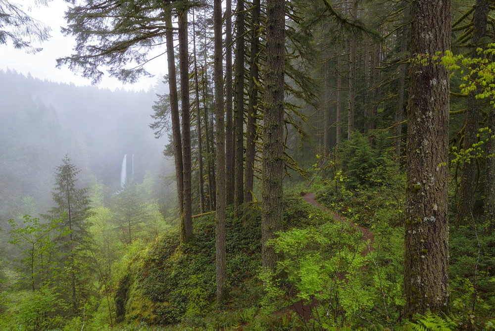 View of forest and North Falls in background, USA, Oregon, Silver Falls State Park, North Falls