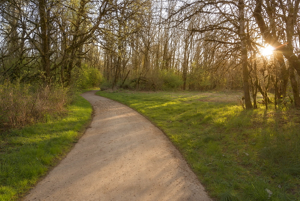 Footpath in park, USA, Oregon, Marion County