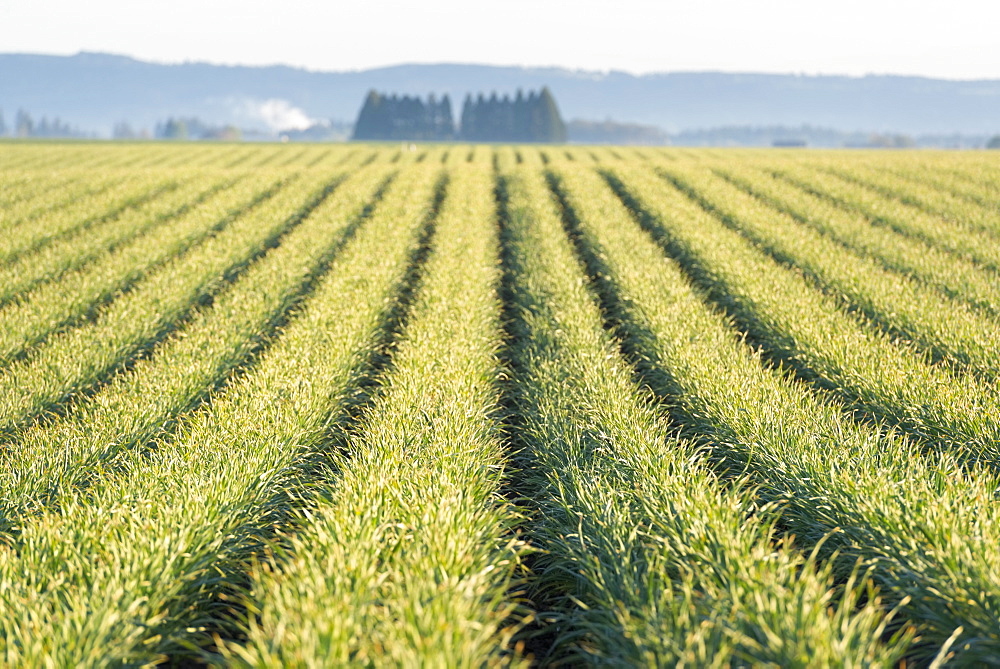 View of rows of plants in field, USA, Oregon, Marion County