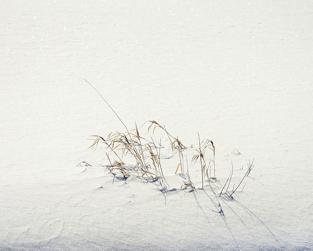 Grass in winter snow