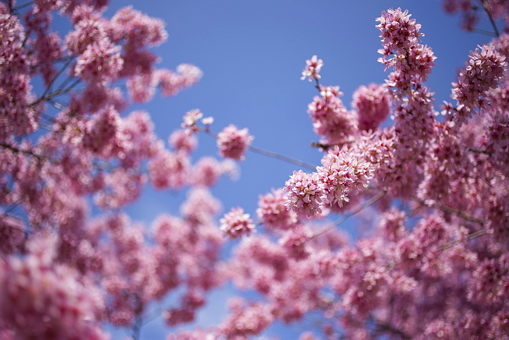 Cherry tree in blossom 