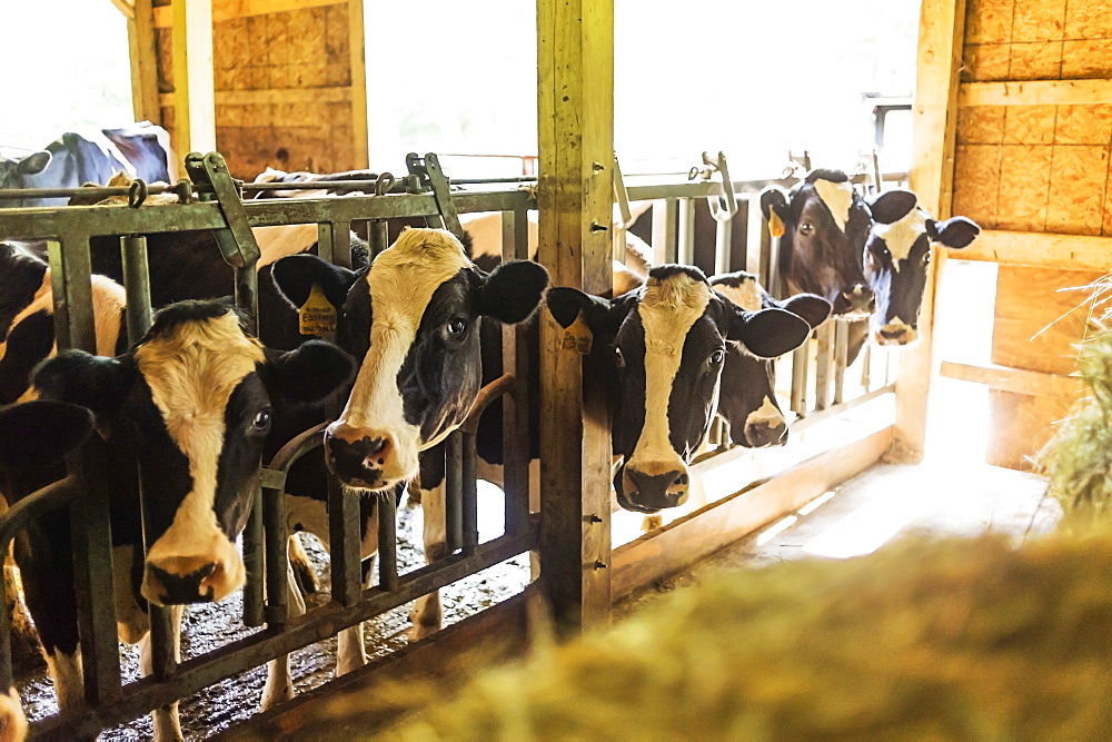 Cows in barn