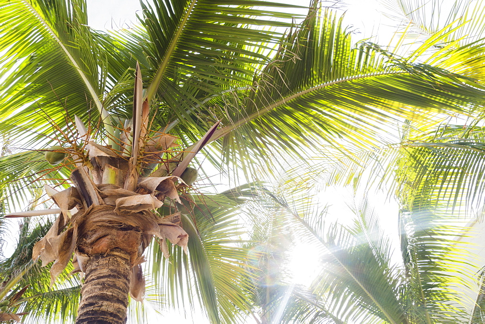 Palm trees in sunlight