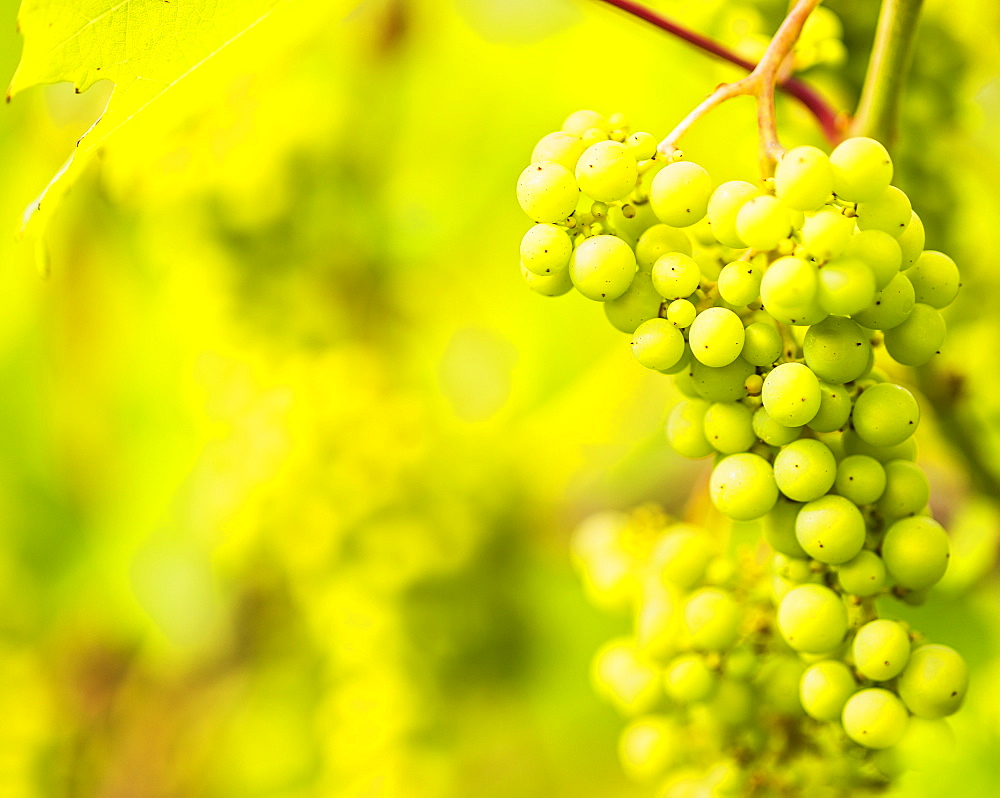 White grapes growing in vineyard