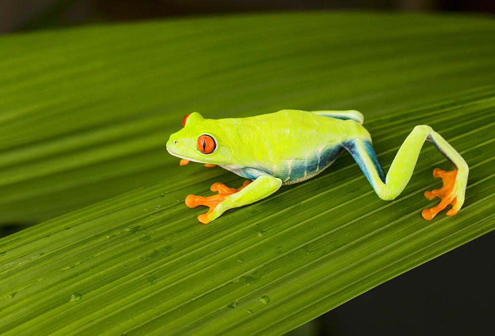 Tree frog on leaf