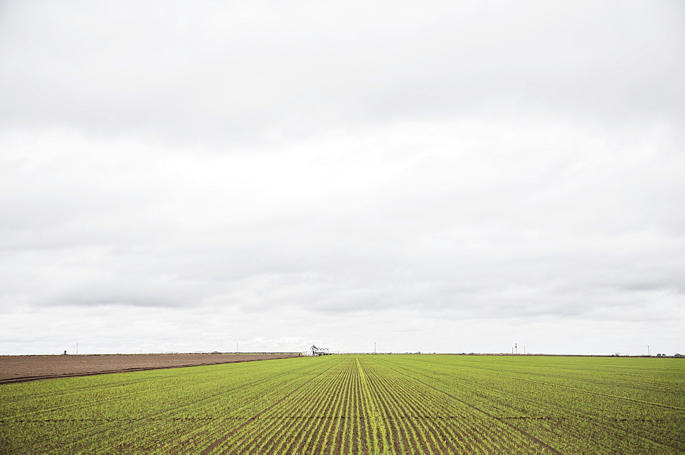 Field in spring