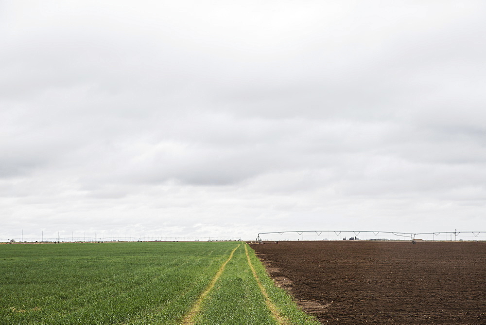 Tire tracks in green field