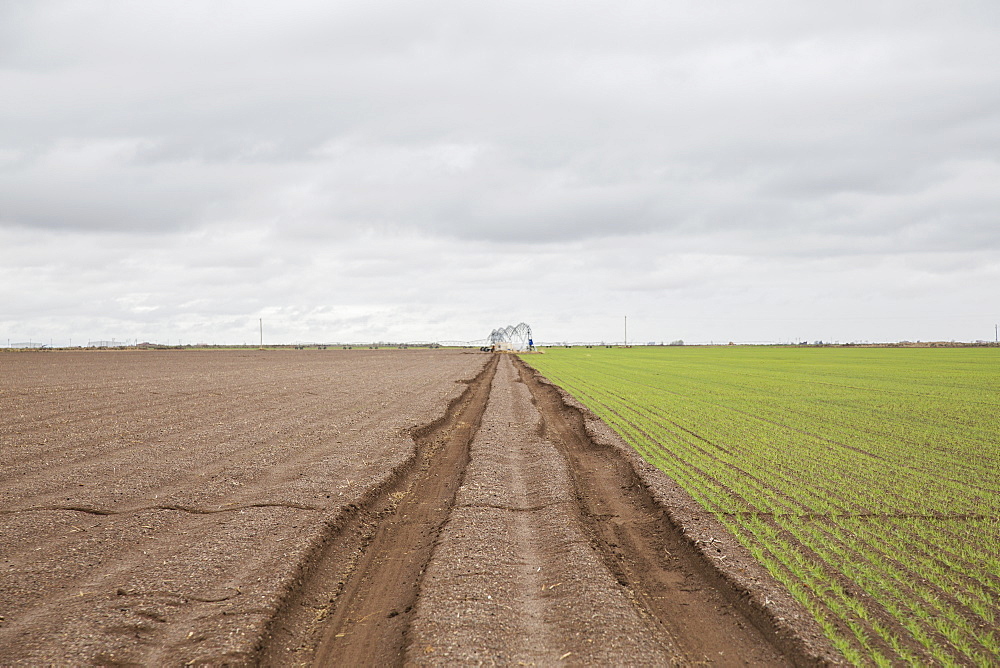 Tire tracks in field