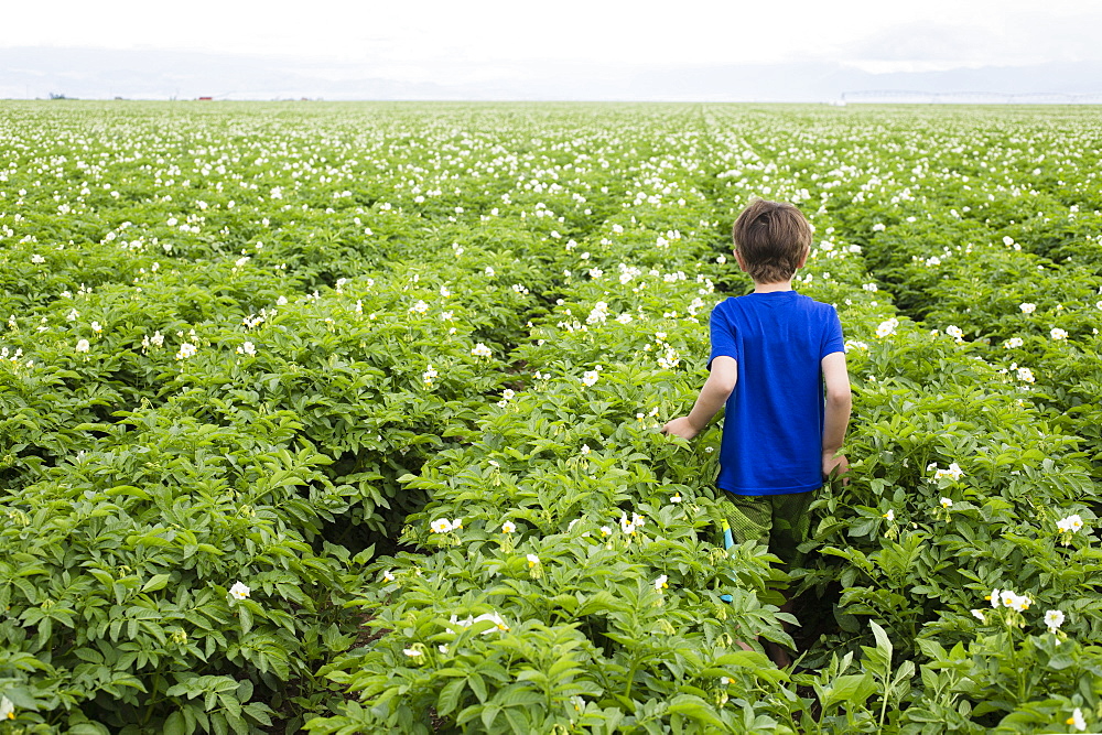 Boy (6-7) walking in field