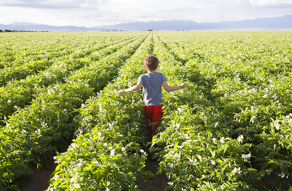 Boy (6-7) walking in field