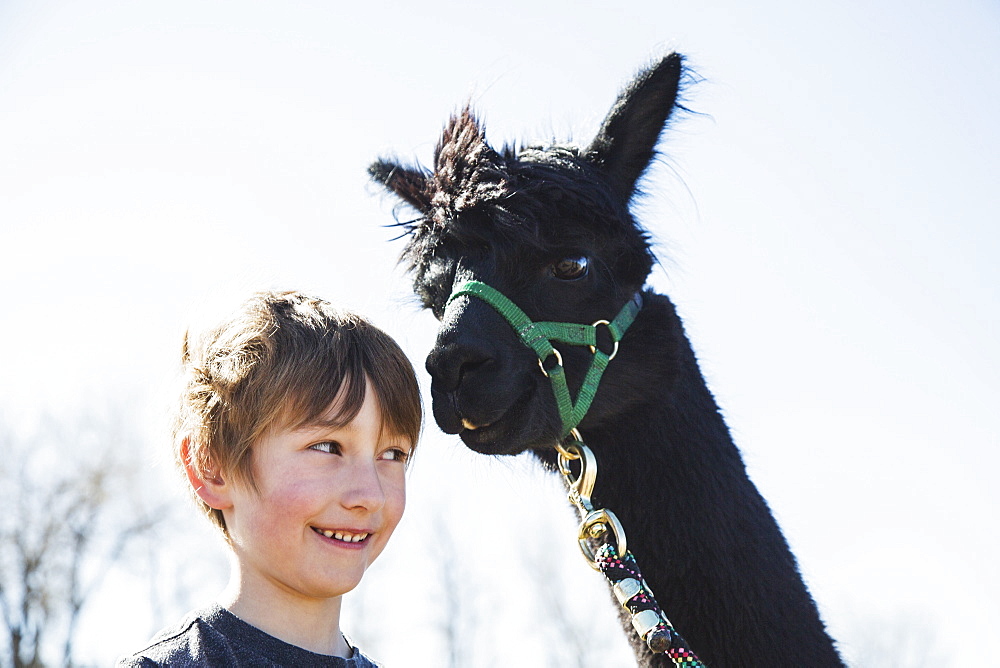 Portrait of boy (6-7) with black alpaca