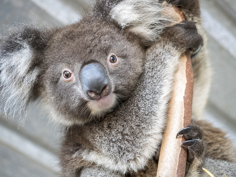 Portrait of koala (Phascolarctos cinereus) on branch