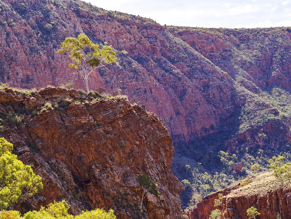 Australia, Outback, Northern Territory, Red Centre, West Macdonnel Ranges, Ormiston Gorge, Tree on ridge in red rock mountains