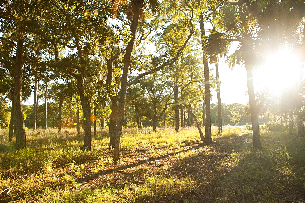 Trees with bright sun in background