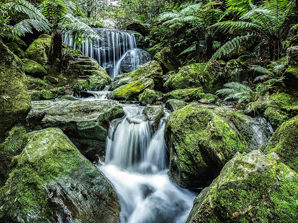 Australia, New South Wales, Katoomba, Leura Cascade in forest