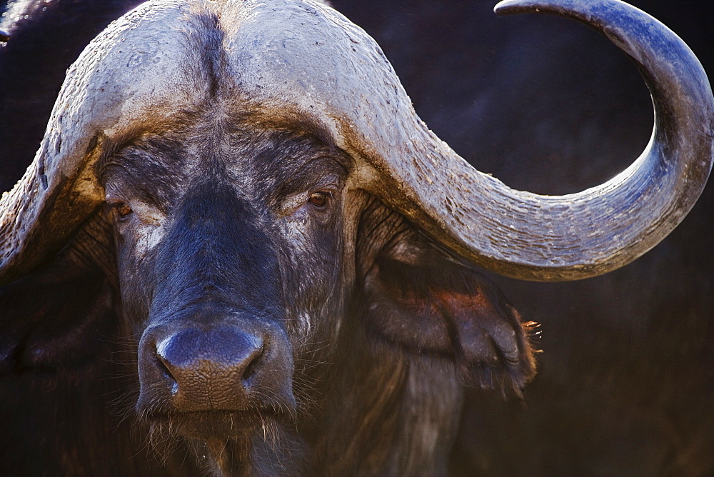 Close up of water buffalo