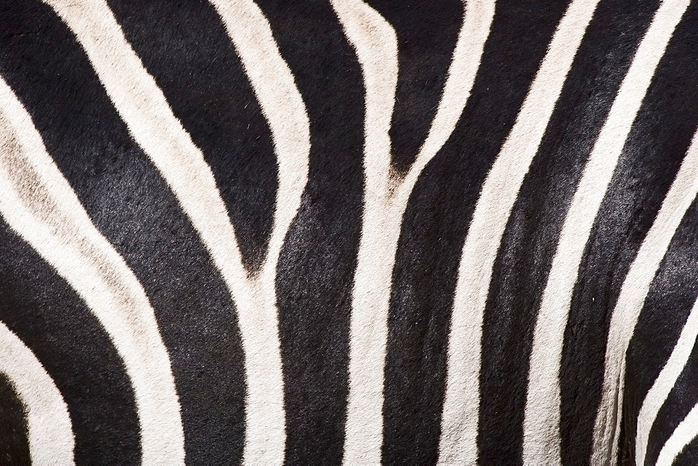 Close up of zebra fur