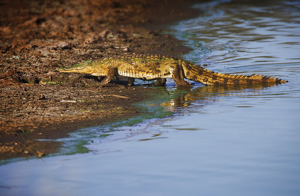 Alligator walking out of water