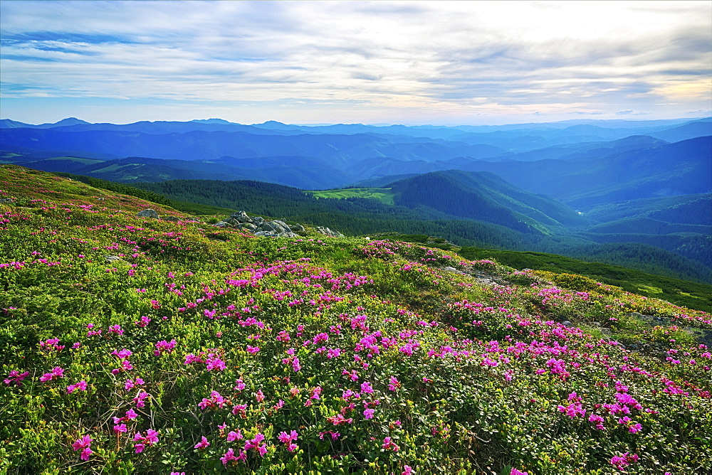 Ukraine, Ivano-Frankivsk region, Verkhovyna district, Carpathians, Chernohora, Pink flowers in mountain landscape