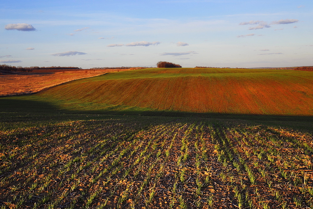 Ukraine, Dnepropetrovsk region, Novomoskovsk district, Plants growing in field
