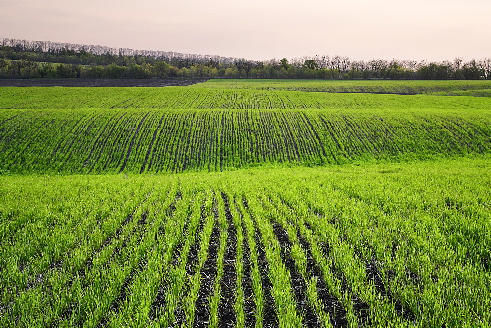 Ukraine, Dnepropetrovsk region, Novomoskovsk district, Plants growing in field