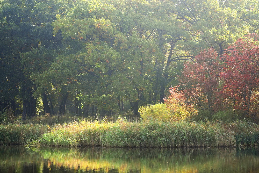 Ukraine, Dnepropetrovsk region, Novomoskovsk district, Lush foliage by lake