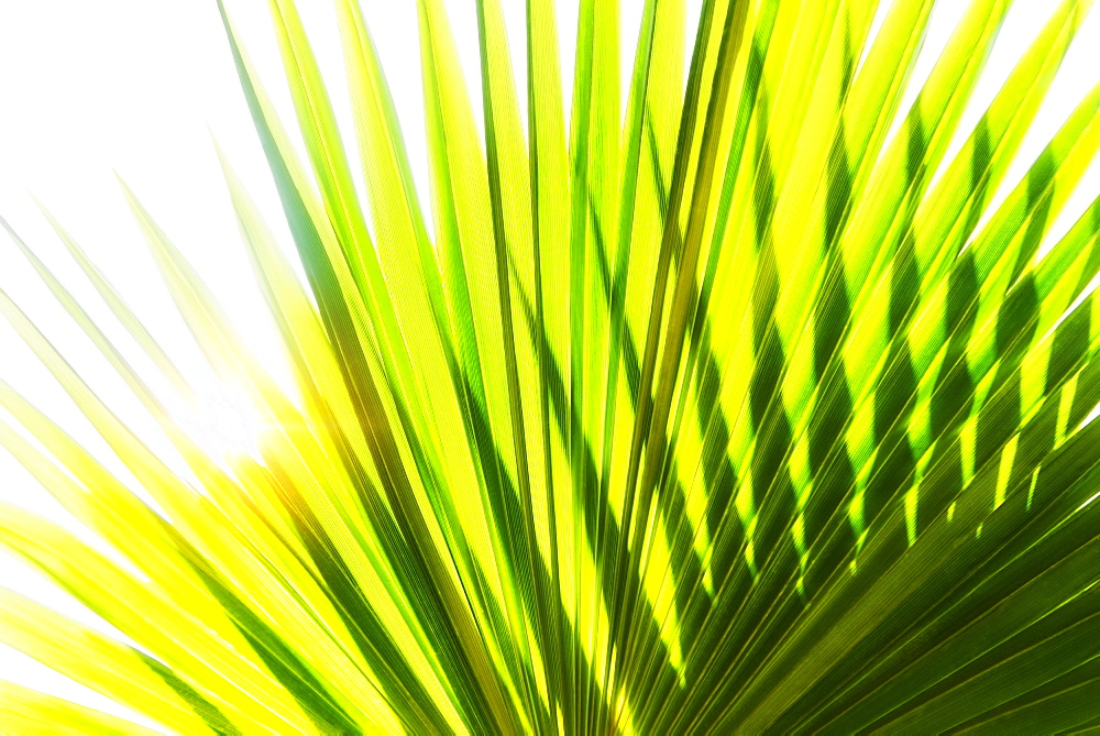 Close-up of palm leaf on white background