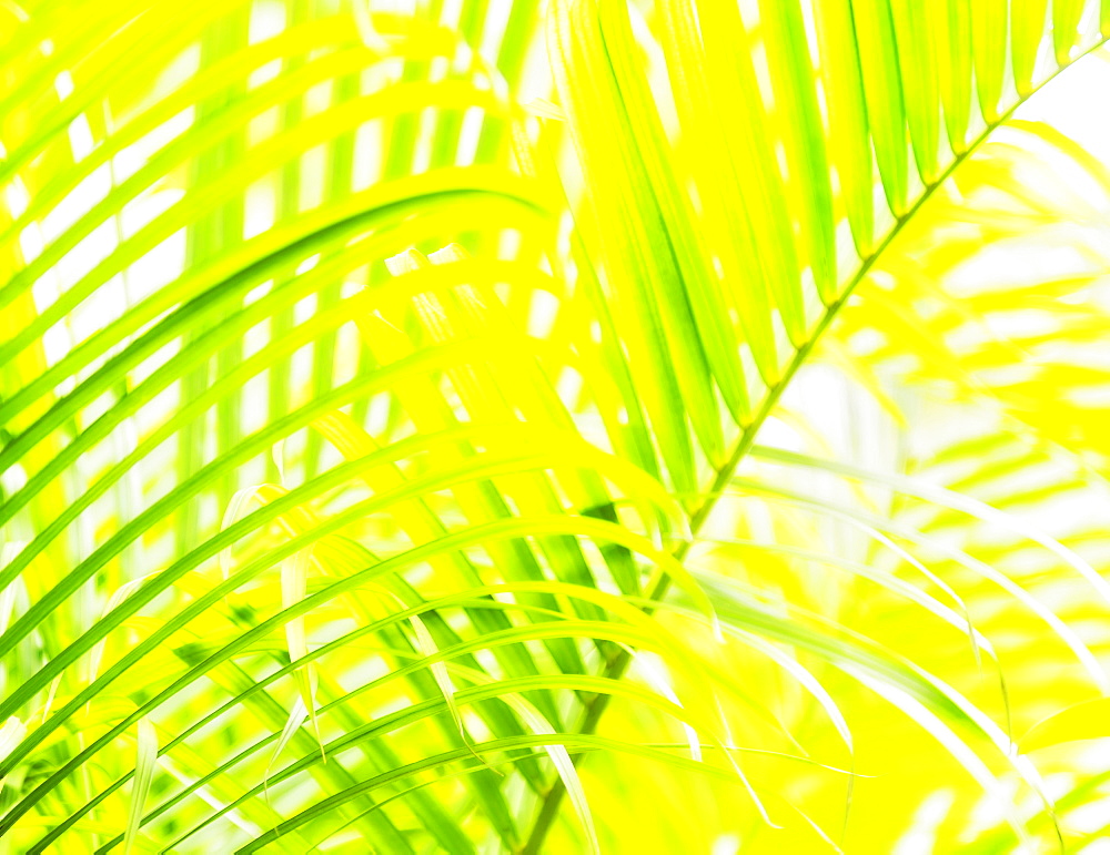 Close-up of palm leaf on white background