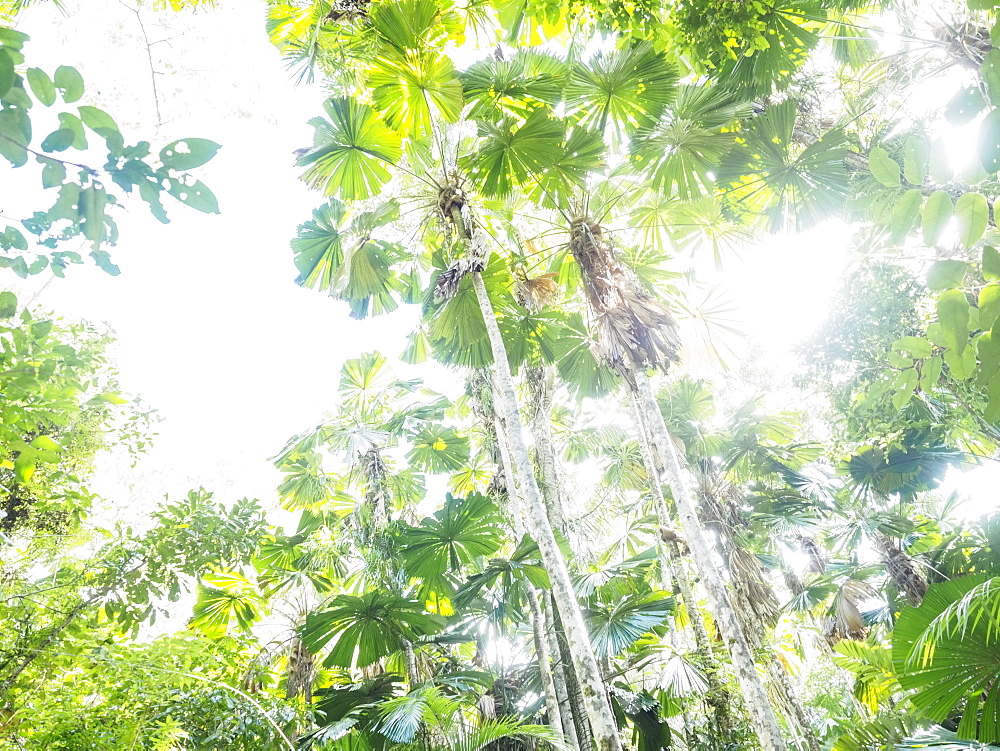 Lush foliage of Licuala grandis (Fan palm)