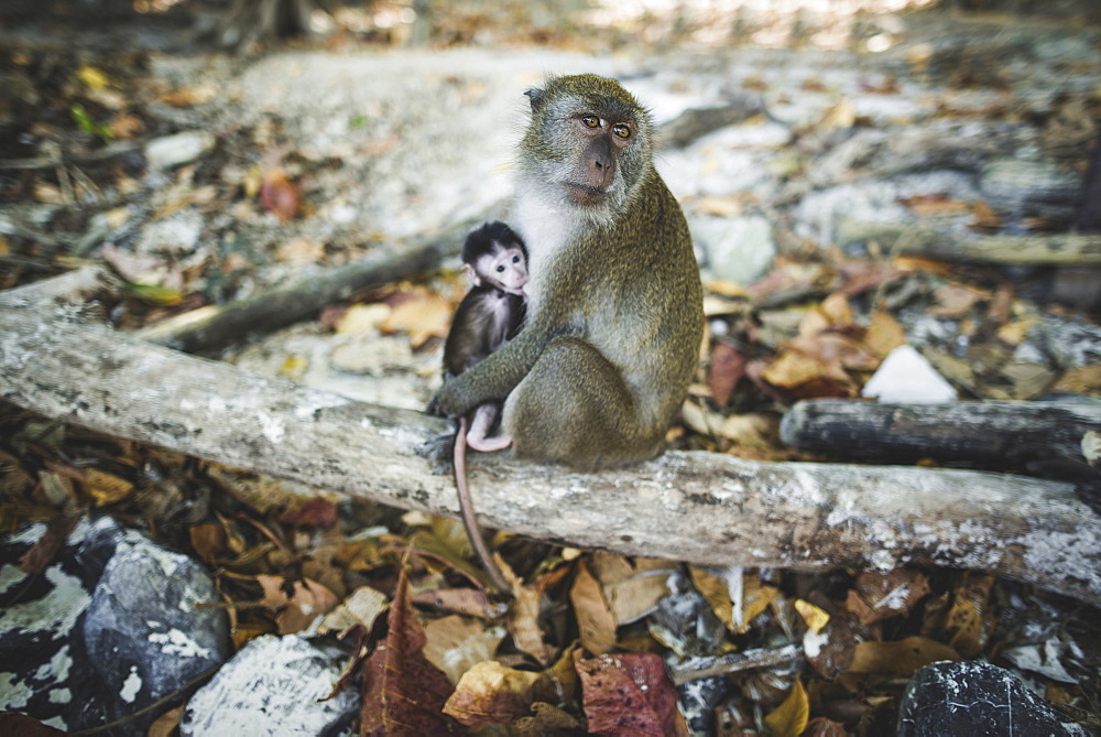Macaque holding young macaque on log