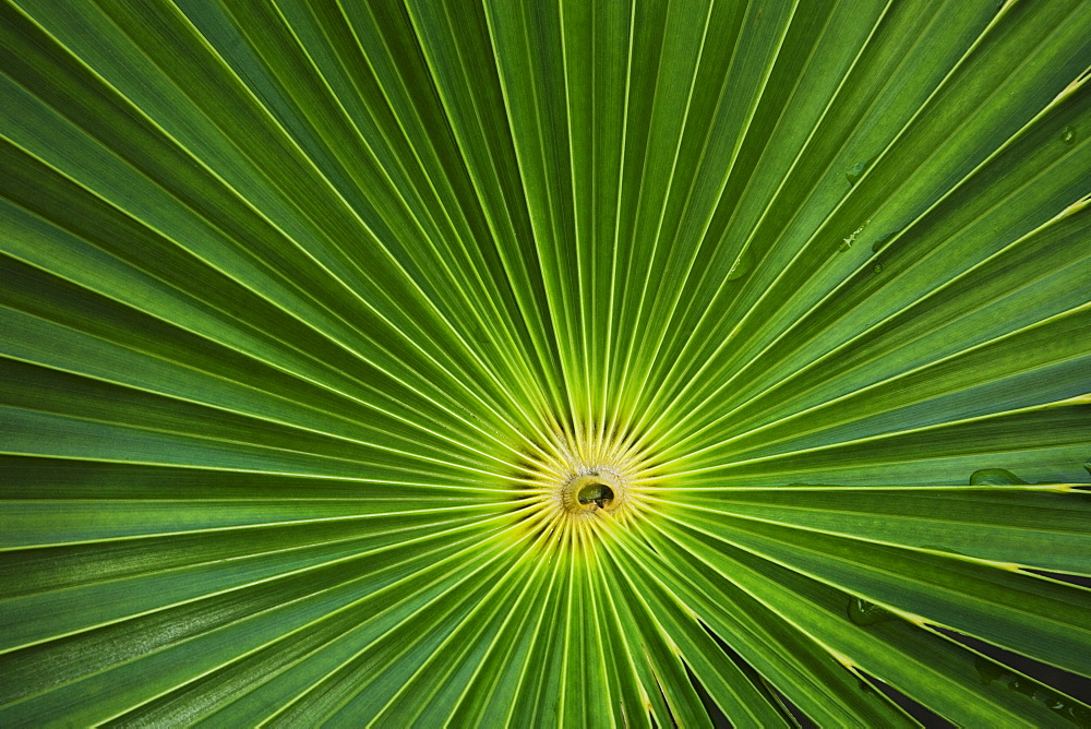 Close up of leaves