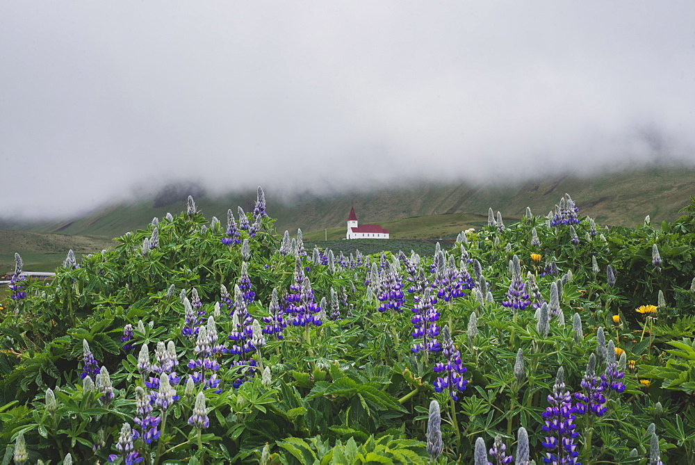 Flowers in front of church in Vik, Iceland